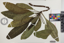 Charpentiera densiflora