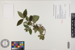Alyxia stellata