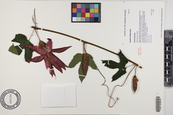 Passiflora vitifolia