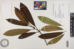 Ochrosia kauaiensis