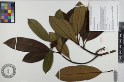 Ochrosia kauaiensis