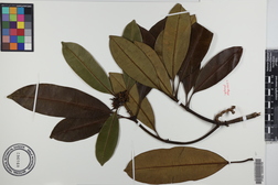 Ochrosia kauaiensis