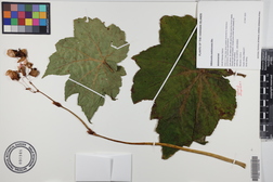 Hillebrandia sandwicensis