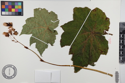 Hillebrandia sandwicensis