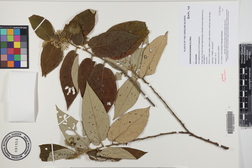 Commersonia bartramia
