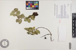 Alyxia stellata