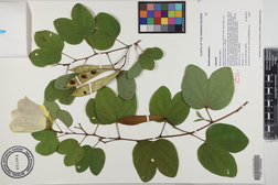 Bauhinia tomentosa