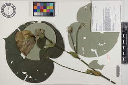 Hibiscus tiliaceus