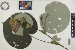 Hibiscus tiliaceus