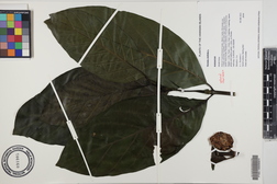 Morinda citrifolia