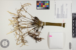 Crinum asiaticum var. pedunculatum