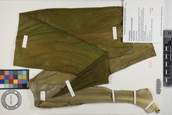 Crinum asiaticum var. pedunculatum