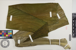 Crinum asiaticum var. pedunculatum