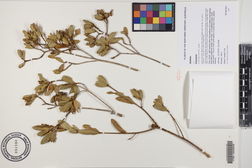 Gardenia sp.