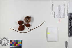 Sterculia rubiginosa