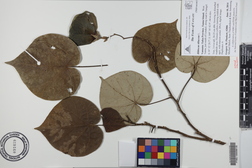 Hibiscus tiliaceus