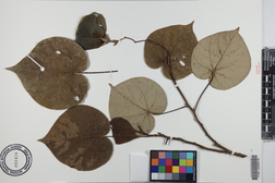 Hibiscus tiliaceus