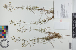Schiedea spergulina