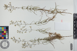 Schiedea spergulina