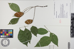 Millettia pinnata