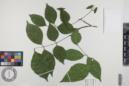 Millettia pinnata