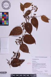 Smilax melastomifolia