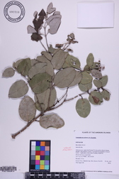 Metrosideros polymorpha