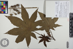 Ricinus communis