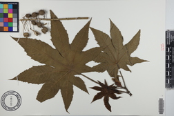 Ricinus communis