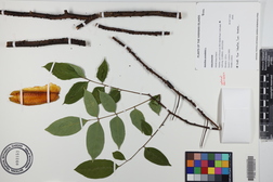 Averrhoa carambola