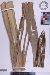 Pandanus kanehirae