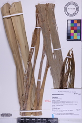 Pandanus kanehirae