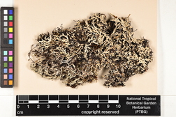 Leucodermia leucomelos image