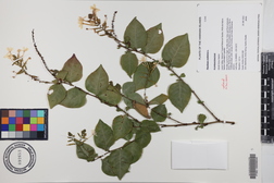 Plumbago zeylanica