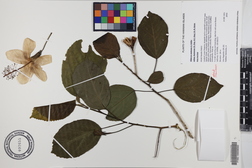 Hibiscus waimeae subsp. hannerae