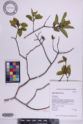 Santalum ellipticum