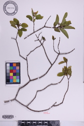 Santalum ellipticum
