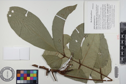 Aglaia mariannensis