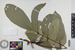 Aglaia mariannensis