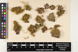 Chryso-hypnum diminutivum image