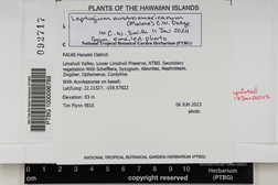 Leptogium austroamericanum image