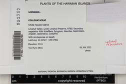 Leptogium austroamericanum image
