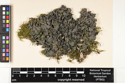 Leptogium austroamericanum image