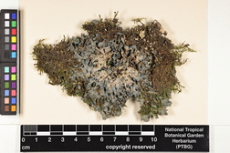 Leptogium austroamericanum image