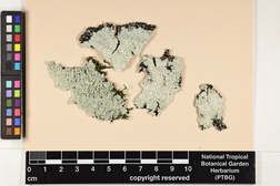 Dirinaria picta image