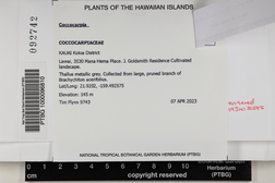 Coccocarpia palmicola image