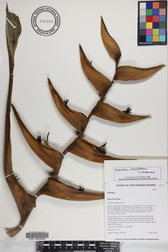 Heliconia orthotricha