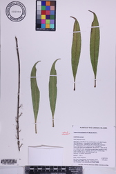Trematolobelia kauaiensis