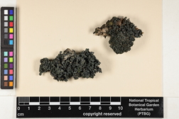 Leptogium azureum image