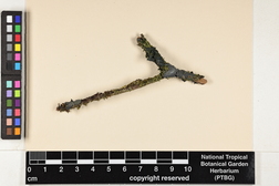 Leptogium azureum image